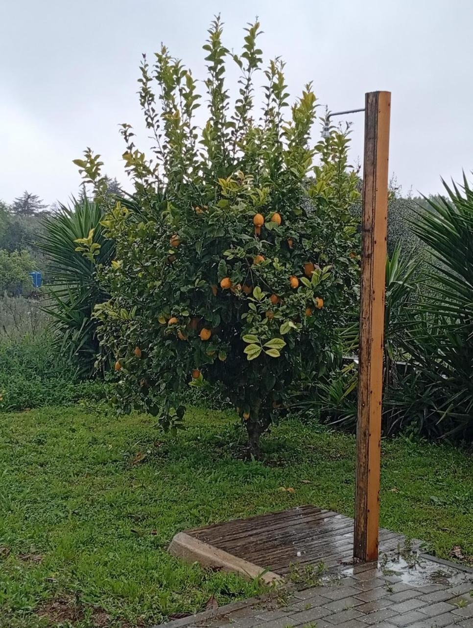 Quinta Do Americano Sardoal エクステリア 写真